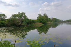 Hasen-jagd-Dalmand-Ente-Stockente-Reh-Wasserwild-Fasan-Kleinwild-Wald-Vadaszat