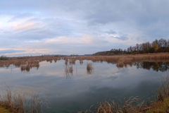 Waldjagd-Dalmand-Ente-Stockente-Reh-Hirsch-Wasserwild