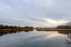 forest-hunting-dalmand-duck-mallard-roe-deeer-water-game-pheasant-small-game