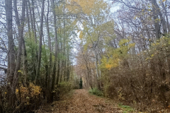 forest-hunting-in-dalmand-roe-deer-buck-water-game