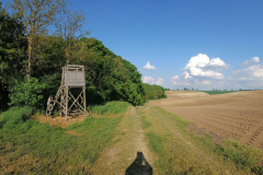 hare-hunting-dalmand-duck-mallard-roe-deeer-water-game-pheasant-small-game-forest-vadaszat