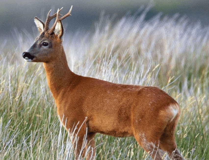 capriolo-daina-cacca-alle-taglie