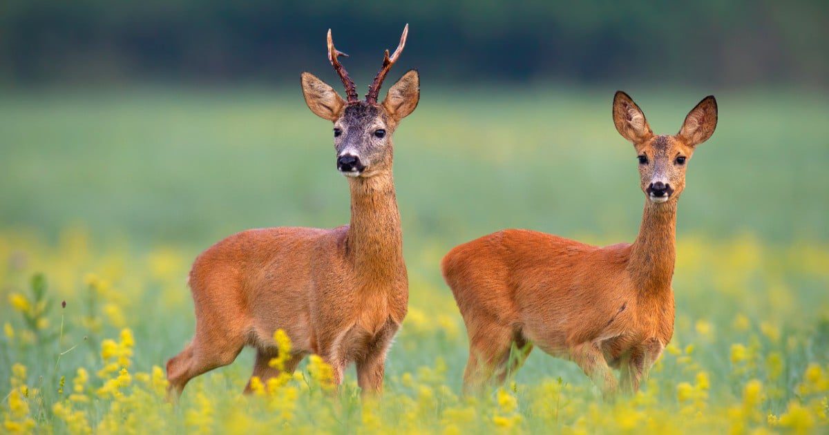 roe deer buck hunting